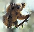 Aussie Open Koala