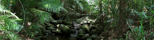 Australia's Largest Subtropical Rainforest Lamington National Park