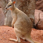 Aussie Open Kangaroo