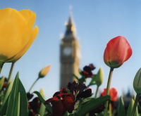 Big Ben and Tulips