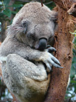 Koala Bear at Australian Open